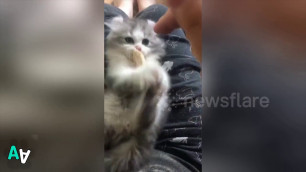 'Protective Kitten Does Not Allow Owner to Touch its Food'