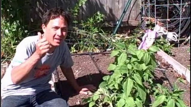 'How I Prevent Stealing From My Community Garden'