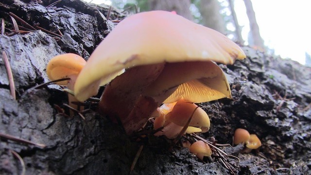 'Fungi is Working Hard in the Garden Creating a Soil Food Web'