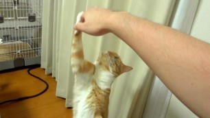 '「ご飯ちょうだい」を飼い主に強制する猫　- \' please give me foods \' of my cat -'