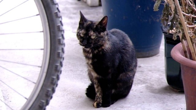 'Road Cat - Give me Food~ Meow~'