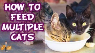 'How To Feed Multiple Cats Different Diets (+ stop them stealing food!)'