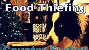 'Counter Surfing & Stealing Food - The Forbidden Fruit Syndrome'