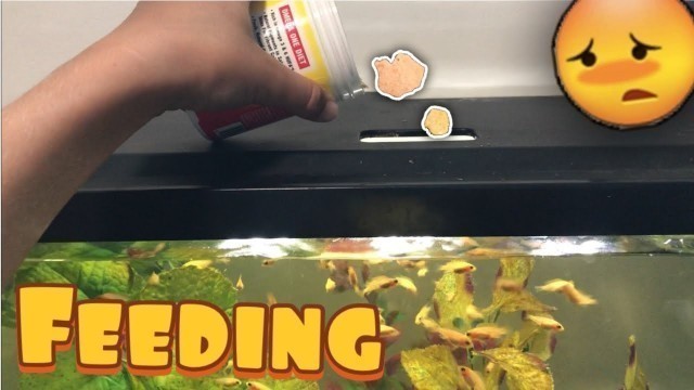 'Spoiling My Cichlid Fry With Their FAVORITE FOOD! (Crazy Idea)'