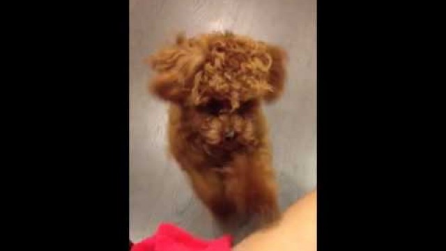 'Cute Poodle Puppy says \"GIVE ME FOOD\"!'