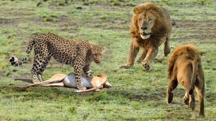 'LION VS LEOPARD | Amazing Lion Tries Stealing Food from Leopard'