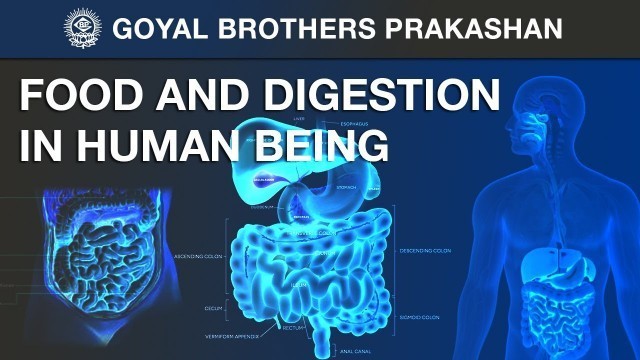 'Food and Digestion in Human Being'