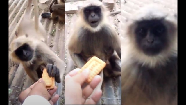 'Hungry Monkey told me : Give me more food. Part 2| Animals at the mini Zoo| Lockdown Animal'