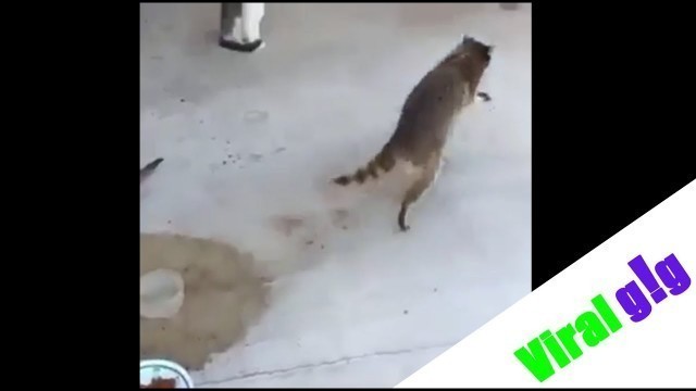 'Raccoon Stealing Food From Cats'