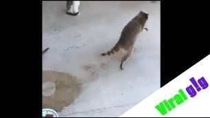 'Raccoon Stealing Food From Cats'