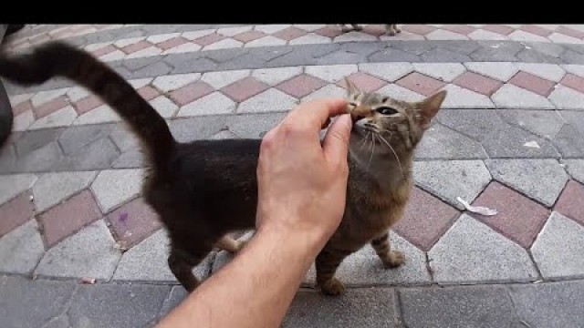 'Meow Give me  Food.'