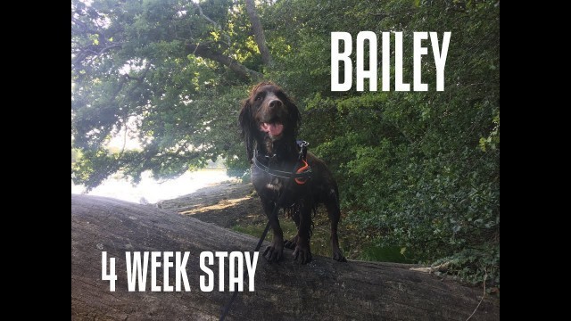 'Bailey | Sprocker Spaniel | Lead Pulling & Stealing Food'