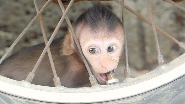 'So hungry rigth - Baby Ary try to eating fake food'