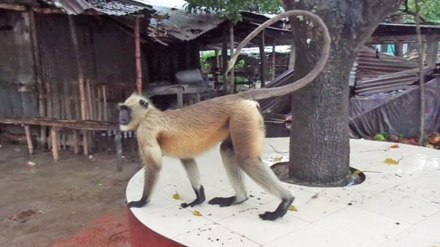 'Monkey Stealing - Funny Monkey Stealing Foods from a Shop'