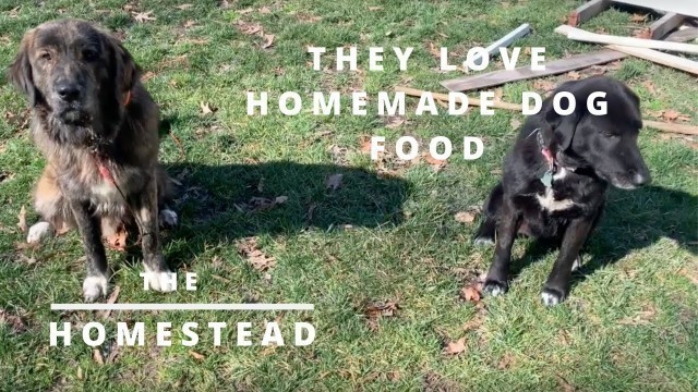 'Spoil Your Dogs With Homemade Healthy Dog Food- The Homestead'