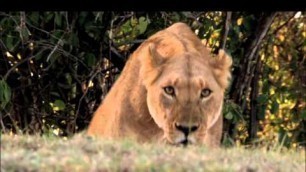 'Grasslands: Stealing meat from the mouths of lions | Human Planet'