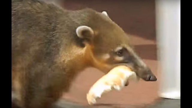 'Coatis Stealing food, Lightning fast!'