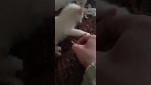 'Tiny kitten is very protective of his food ♥️ (volume up plz)'