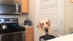 'Dog Steals Food Like An FBI Agent, and Knows Double Check.'