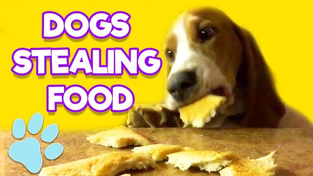 'Dogs Stealing Food  | Funny Pet Videos | That Pet Life'