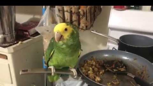 'Parrot stealing food from pan'