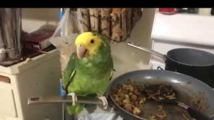 'Parrot stealing food from pan'