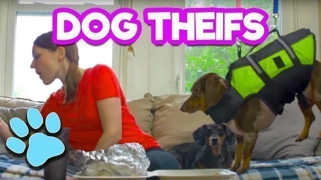 'Dog Thief | Dogs Stealing Food | #thatpetlife'