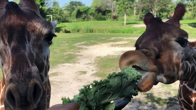 'Giraffe stealing his friend\'s food!'