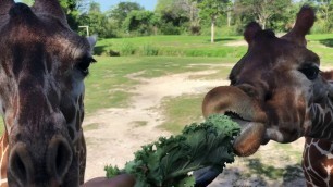 'Giraffe stealing his friend\'s food!'