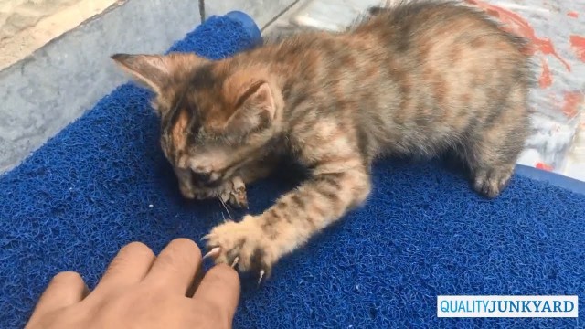 'Kitten VERY Protective of her Food - Funny Kitten Protecting Food'