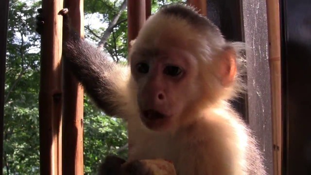 'Costa Rica Andaz Resort Monkey on our DECK Stealing food So Cute with Babies'