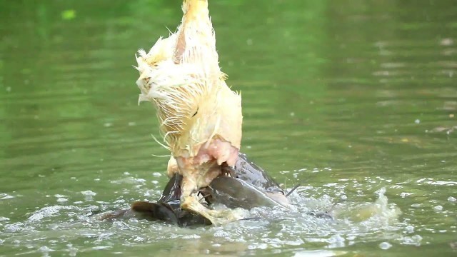 'Feeding Live Food To Catfish | Hybrid Magur Fish Farming Business In India'