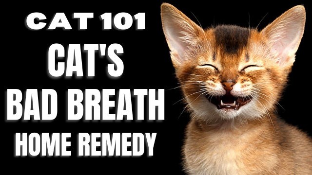 'Cats 101 : Cat\'s Bad Breath Home Remedy'