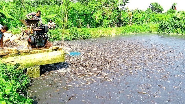 'Wild Hybrid Magur Eating Food from Best Way Food Processing Machine in Pond'