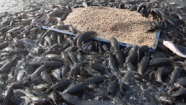 'Catfish Fight Each Other At Eating Food In Cement Tank||Magur Fish Farming In India||Catfish Farming'