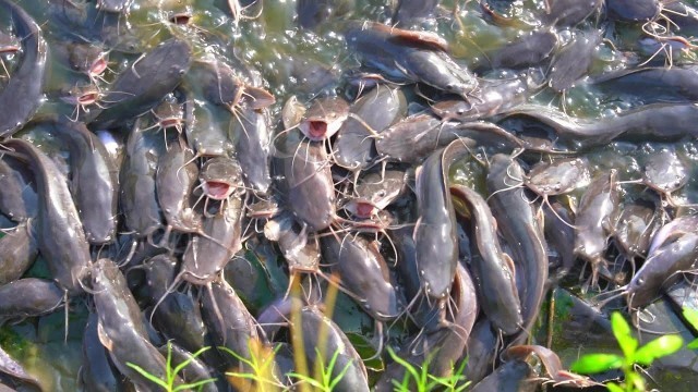 'Hybrid Magur Farming Business | Fish Feeding in Farm ponds | Growth Performance of Million Catfish'