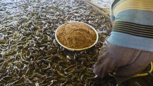 'Medicated Feeds for Hybrid Magur Fish Farming Business | Catfish Farming'