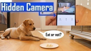 'Leaving My Dog Alone With Food Challenge | Can My Labrador Puppy Wait Until Asked?'