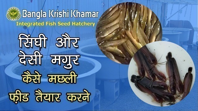 'Singhi Machli Ka Feed Kaise Banaye । How to Prepare Fish Feed for Singhi Fish  at Home .'