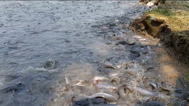 'Magur Fish Farming Buisness In India||7 Million Of Catfish Eating Food In Pond|মাগুর মাছের চাষ'