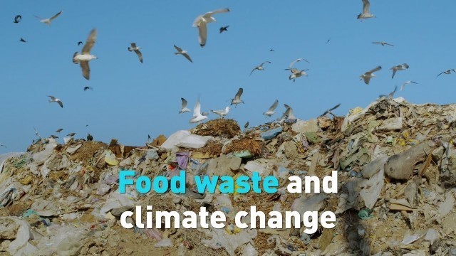 'How much does food waste contribute to climate change, and what can we do about it?'