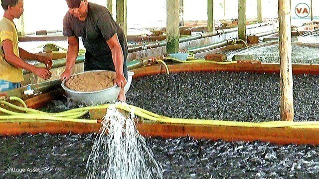 'Hybrid Magur Fish Farming Business in India | Million Catfish Eating Pellet Feed in Cement Tank'