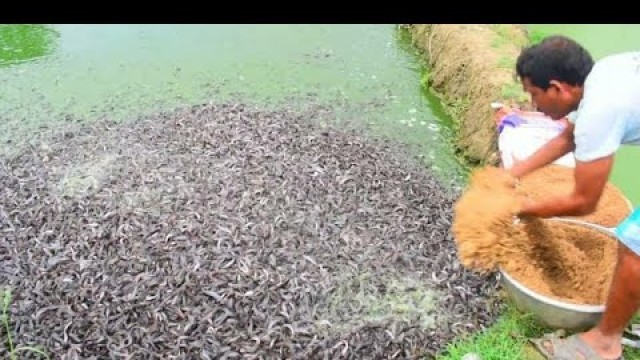 'Hybrid Magur Fish Farming Business in India, Million Catfish Eating Food in Pond'