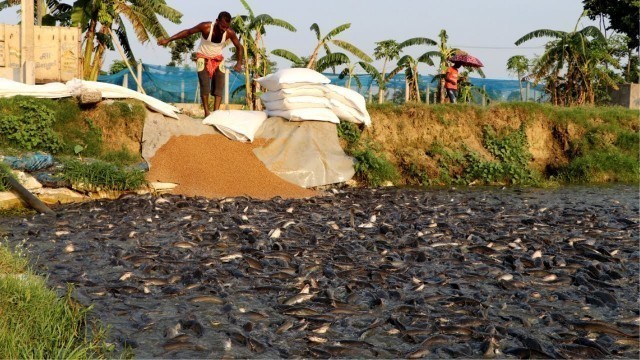 'Hybrid Magur Fish Farming Business In India || Million Catfish Eating Food In Pond ||হাইব্রিড মাগুর'