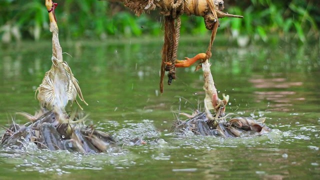 'Feeding Live Food To Catfish | Hybrid Magur Fish Farming Business In India Part'