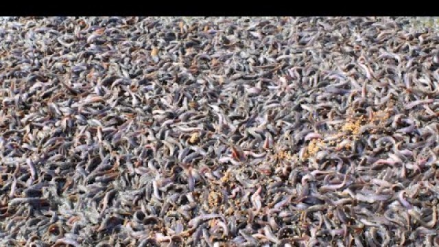 'Amazing Feed Wow! 1000000 CATFISH Feeding Deshi Hybrid Magur Fish in Pond - Travel Tride'