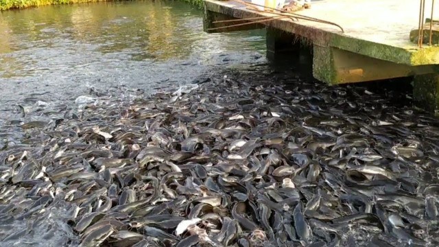 'Hybrid Magur Fish Farming business in India || Milion Cat Fish Eating Food in pond || Magur Macha'