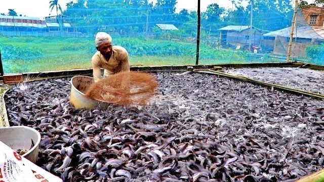 'Profitable Hybrid Magur Cultivation In Cement Tank || Hybrid Magur Fish Farming Business In India'