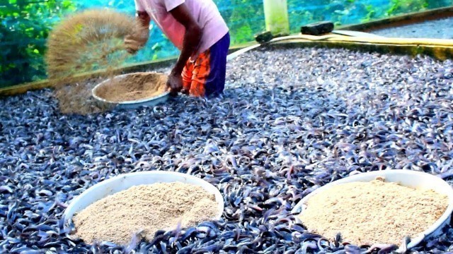 'Hybrid Magur Fish Farming Business In India || Catfish Eating Floating Food In Tank'