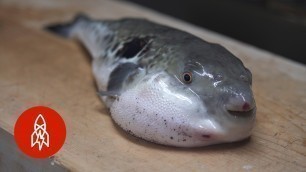 'Taste the Poison Puffer Fish'